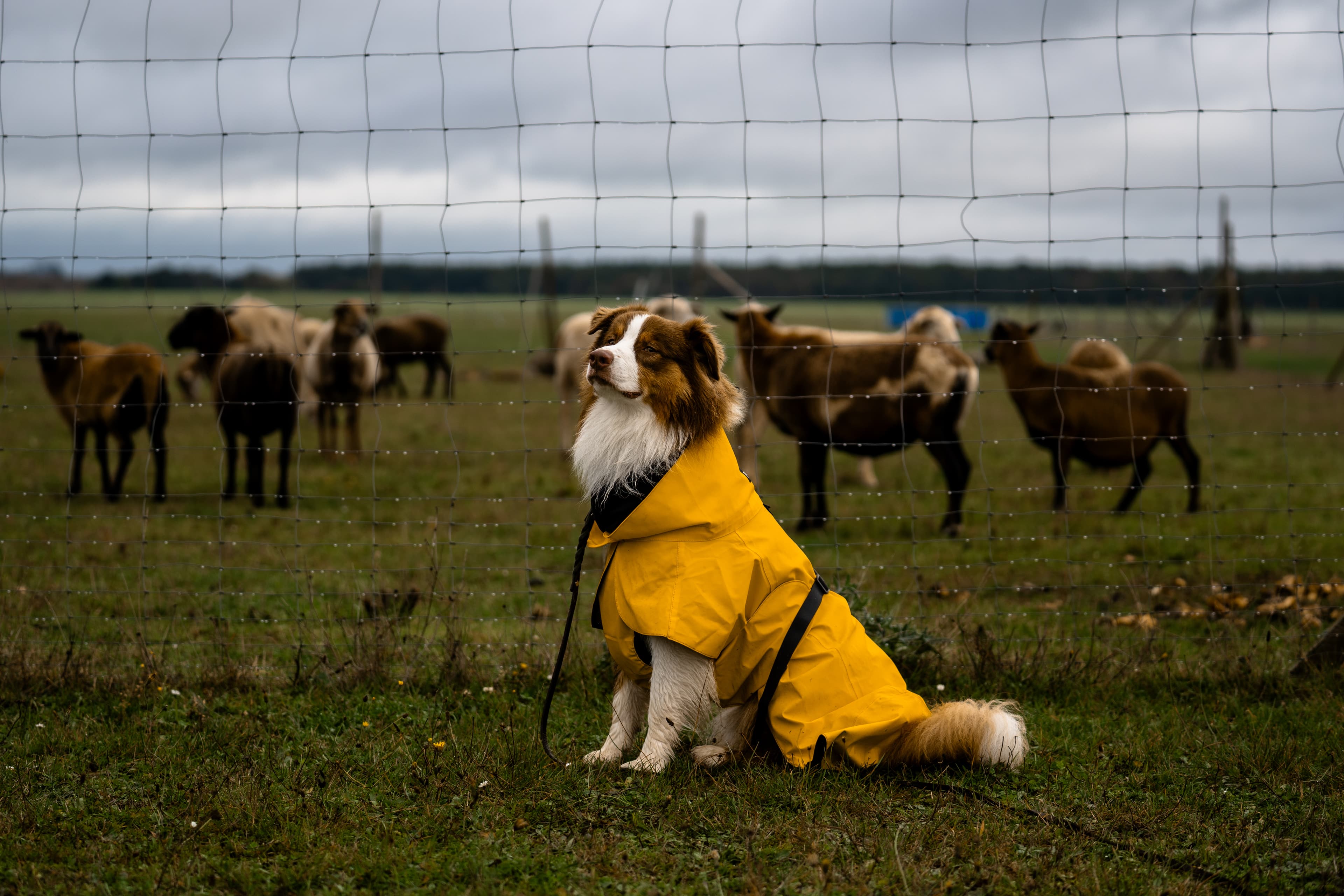 Twix - Australian Shepherd beim Training