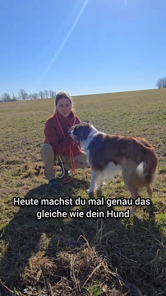Spaziergang mit deinem Hund & Frodo & Bolle